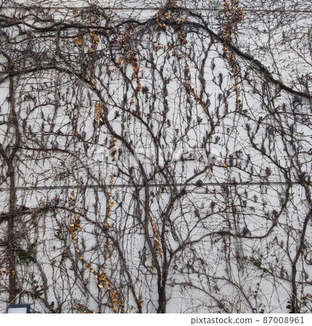 Kitakyushu City Library Tsuta's "Tree of Life" 87008961