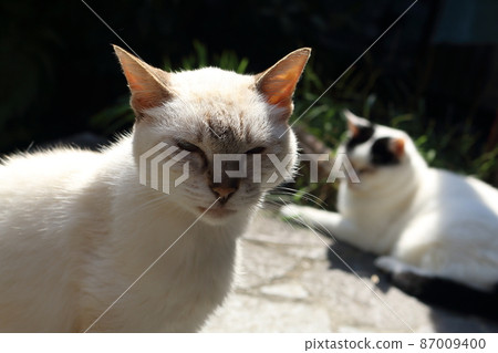 House cat 87009400