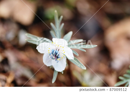 Eranthis pinnatif is in full bloom Eranthis pinnatif is in full bloom 87009512