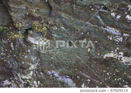 冬天的岩石苔蘚和雪北陸 冬天的岩石苔蘚和雪北陸 87009514