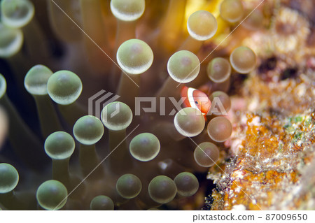 Clownfish juveniles and sea anemones, Okinawa, Onna village. 1 Clownfish juveniles and sea anemones, Okinawa, Onna village. 1 87009650