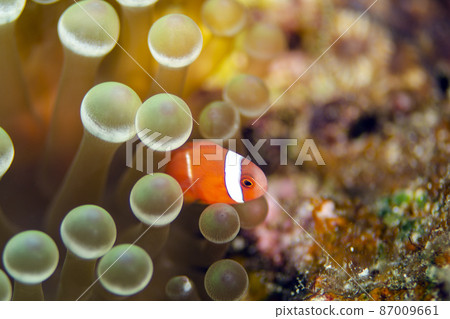 小丑魚幼魚和海葵,沖繩,恩納村。8 小丑魚幼魚和海葵,沖繩,恩納村。8 87009661