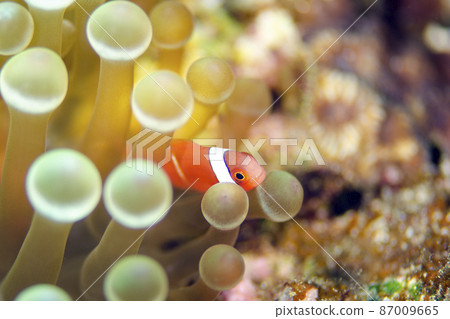 Clownfish juveniles and sea anemones, Okinawa, Onna village. 12 Clownfish juveniles and sea anemones, Okinawa, Onna village. 12 87009665