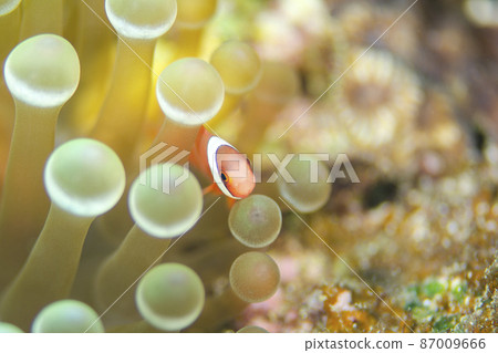小丑魚幼魚和海葵,沖繩,恩納村。13 小丑魚幼魚和海葵,沖繩,恩納村。13 87009666