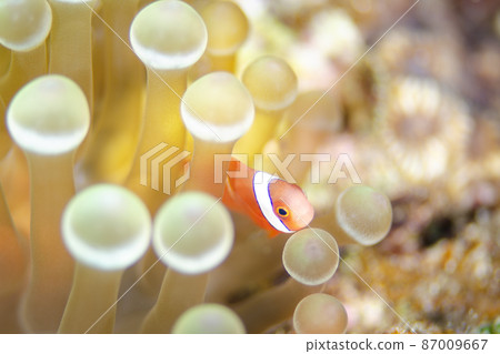 小丑魚幼魚和海葵,沖繩,恩納村。14 小丑魚幼魚和海葵,沖繩,恩納村。14 87009667