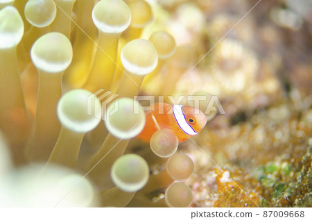 小丑魚幼魚和海葵，沖繩，恩納村。15 87009668