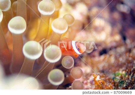 Clownfish juveniles and sea anemones, Okinawa, Onna village. 16 Clownfish juveniles and sea anemones, Okinawa, Onna village. 16 87009669