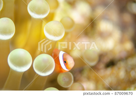Clownfish juveniles and sea anemones, Okinawa, Onna village. 17 Clownfish juveniles and sea anemones, Okinawa, Onna village. 17 87009670