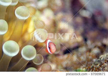 Clownfish juveniles and sea anemones, Okinawa, Onna village. 18 Clownfish juveniles and sea anemones, Okinawa, Onna village. 18 87009671
