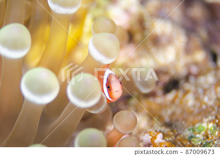小丑魚幼魚和海葵,沖繩,恩納村。20 小丑魚幼魚和海葵,沖繩,恩納村。20 87009673