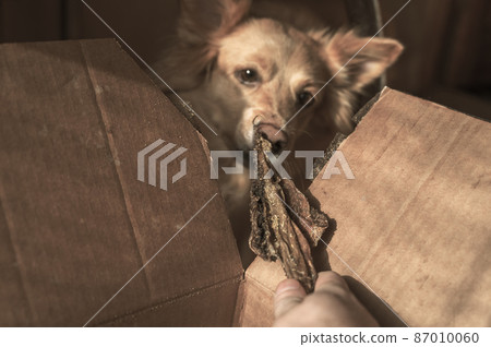 A female hand treats her pet with dried treats. A female of mixed breed. A female hand treats her pet with dried treats. A female of mixed breed. 87010060