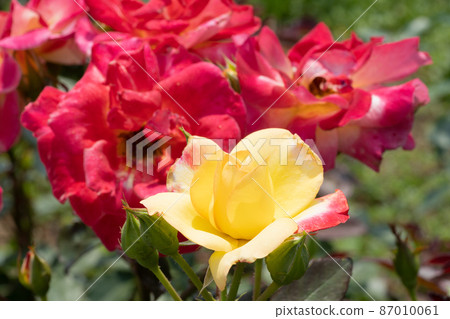 紅色和黃色玫瑰花 紅色和黃色玫瑰花 87010061