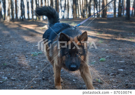 The dog is tied to a tree in the woods. The male German shepherd is tied to the trunk of a pine tree with a long leash. The dog is tied to a tree in the woods. The male German shepherd is tied to the trunk of a pine tree with a long leash. 87010074
