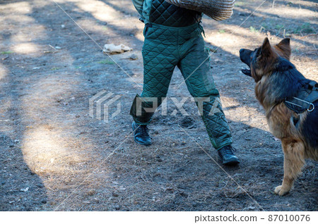 The middle section of a man's body and a German Shepherd. The pet attacks the instructor and bites on the special sleeve. 87010076