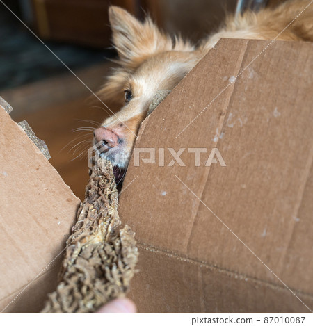 A female hand treats her pet with dried treats. A female of mixed breed. A female hand treats her pet with dried treats. A female of mixed breed. 87010087