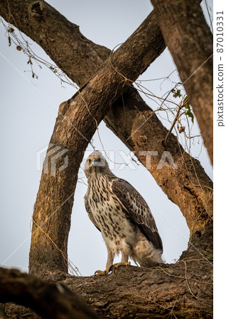 changeable or crested hawk eagle portrait with eye contact perched on tree in natural wood frame at dhikala zone of jim corbett national park or forest reserve uttarakhand india - nisaetus cirrhatus 87010331