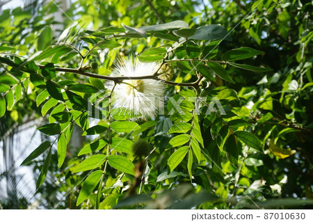 川口市綠色中心 Calliandra Fly Matokefara 87010630