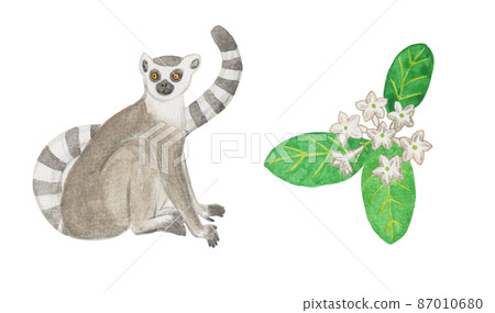 Ring-tailed lemur and Madagascar jasmine Ring-tailed lemur and Madagascar jasmine 87010680