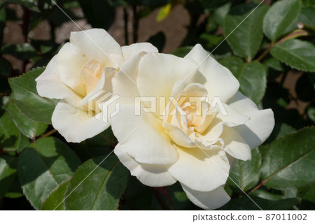 White Rose Flower White Rose Flower 87011002