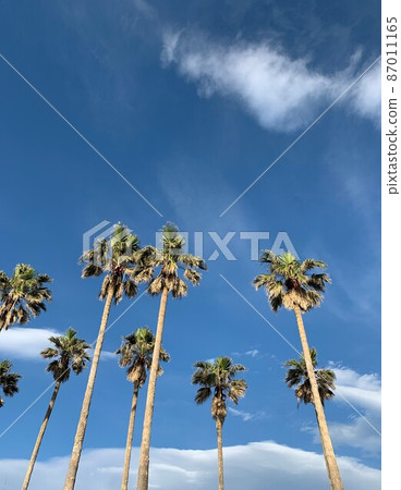 Zushi Marina palm trees and blue sky 87011165