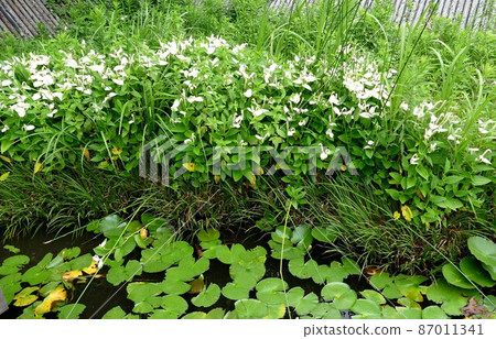 東京都大田區玉川台公園 田園調布 櫻花繡球名勝 天然林道 古墳展望台 山之草 87011341
