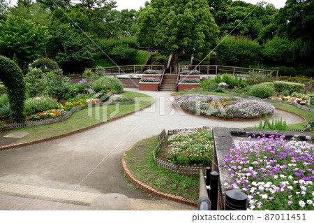 東京都大田區玉川台公園 田園調布 櫻花繡球名勝 天然林道 古墳展望台 山之草 東京都大田區玉川台公園 田園調布 櫻花繡球名勝 天然林道 古墳展望台 山之草 87011451