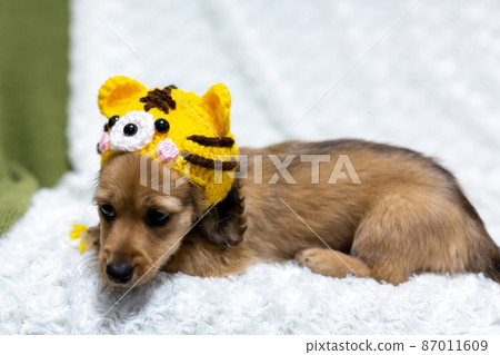 A puppy wearing a tiger's headgear Kaninhen Dachshund 87011609