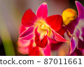 beautiful and bright flowers. 87011661