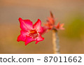 beautiful and bright flowers.2 87011662
