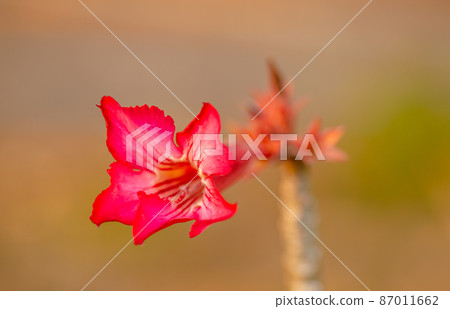 beautiful and bright flowers.2 87011662