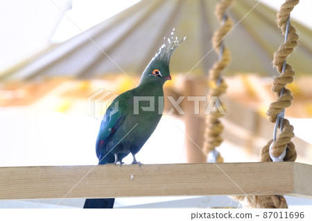 Schalow's Turaco (Nifrel, 大阪) Schalow's Turaco (Nifrel, 大阪) 87011696