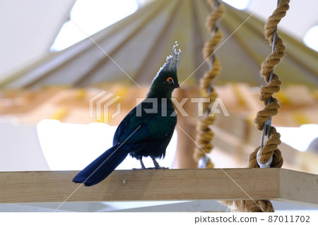 Schalow's Turaco (Osaka / Nifrel) 4 Schalow's Turaco (Osaka / Nifrel) 4 87011702