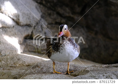 Mandarin duck (Osaka, Nifrel) Mandarin duck (Osaka, Nifrel) 87011729