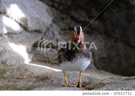 Mandarin duck (Osaka / Nifrel) 3 Mandarin duck (Osaka / Nifrel) 3 87011731