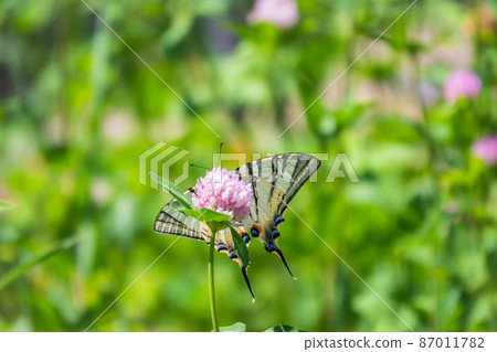 Beautiful Butterfly Scarce Swallowtail, Sail Swallowtail, Pear-tree Swallowtail, Podalirius. Latin name Iphiclides podaliriu. Butterfly collects nectar on flower. 87011782