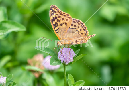 The dark green fritillary butterfly collects nectar on flower. Speyeria aglaja is a species of butterfly in the family Nymphalidae. 87011783