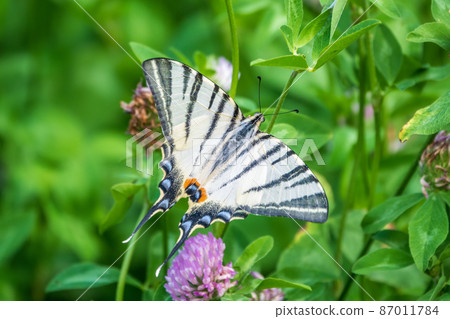 Beautiful Butterfly Scarce Swallowtail, Sail Swallowtail, Pear-tree Swallowtail, Podalirius. Latin name Iphiclides podaliriu. Butterfly collects nectar on flower. 87011784