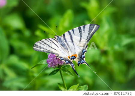 Beautiful Butterfly Scarce Swallowtail, Sail Swallowtail, Pear-tree Swallowtail, Podalirius. Latin name Iphiclides podaliriu. Butterfly collects nectar on flower. 87011785