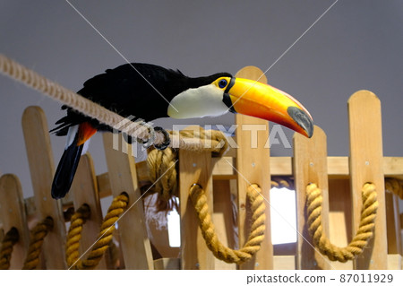 Toco toucan (Osaka, Nifrel) 2 87011929