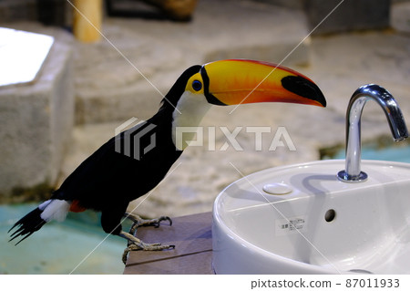 Toco toucan (Osaka, Nifrel) 6 Toco toucan (Osaka, Nifrel) 6 87011933
