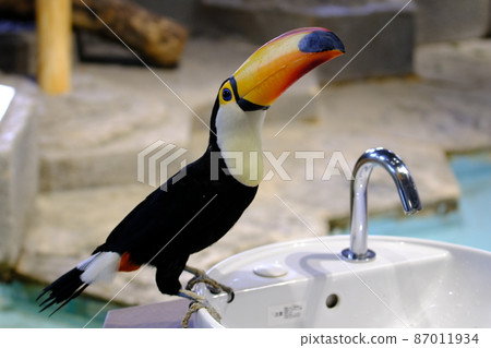 Toco toucan (Osaka, Nifrel) 7 87011934