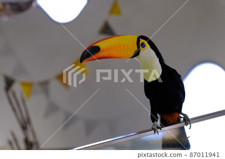 Toco巨嘴鳥（大阪，尼弗勒）13 87011941