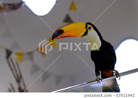 Toco巨嘴鳥（大阪，尼弗勒）14 87011942