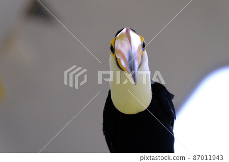 Toco toucan 面向前方（Nifrel，大阪） 87011943