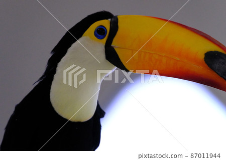 Toco toucan (Osaka, Nifrel) 16 Toco toucan (Osaka, Nifrel) 16 87011944