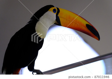 Toco巨嘴鳥（大阪，尼弗勒）18 87011946