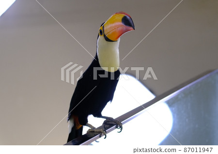 Toco巨嘴鳥（大阪，Nifrel）19 87011947