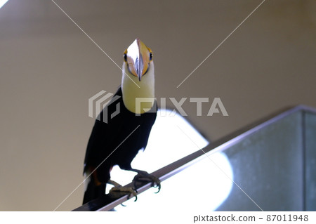 Toco toucan facing the front (Nifrel, Osaka) 2 Toco toucan facing the front (Nifrel, Osaka) 2 87011948