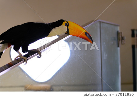 Toco toucan (Osaka, Nifrel) 22 87011950