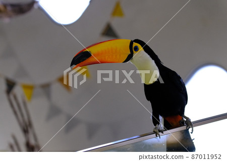 Toco toucan (Osaka, Nifrel) 24 87011952